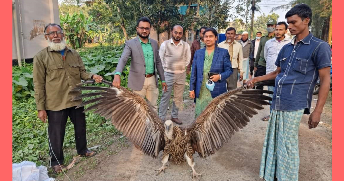 সুবর্ণচরে দুর্লভ প্রজাতির শকুন অবমুক্ত
