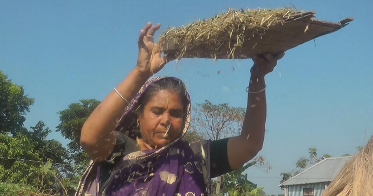 কুষ্টিয়ায় মাসকলাই চাষে কৃষকের মুখে হাসি