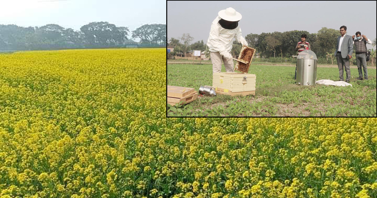 চলনবিলে সরিষা ক্ষেতে মধু সংগ্রহে ব্যস্ত কৃষক
