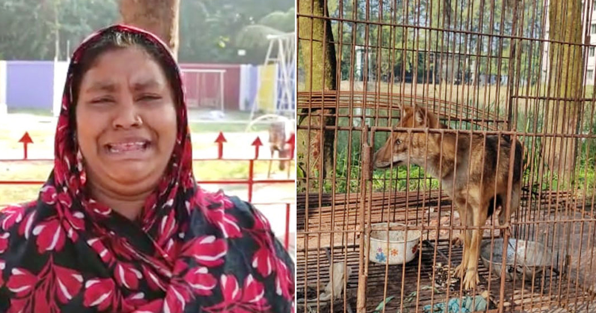 শিয়ালের জন্য কাঁদলেন গৃহবধূ