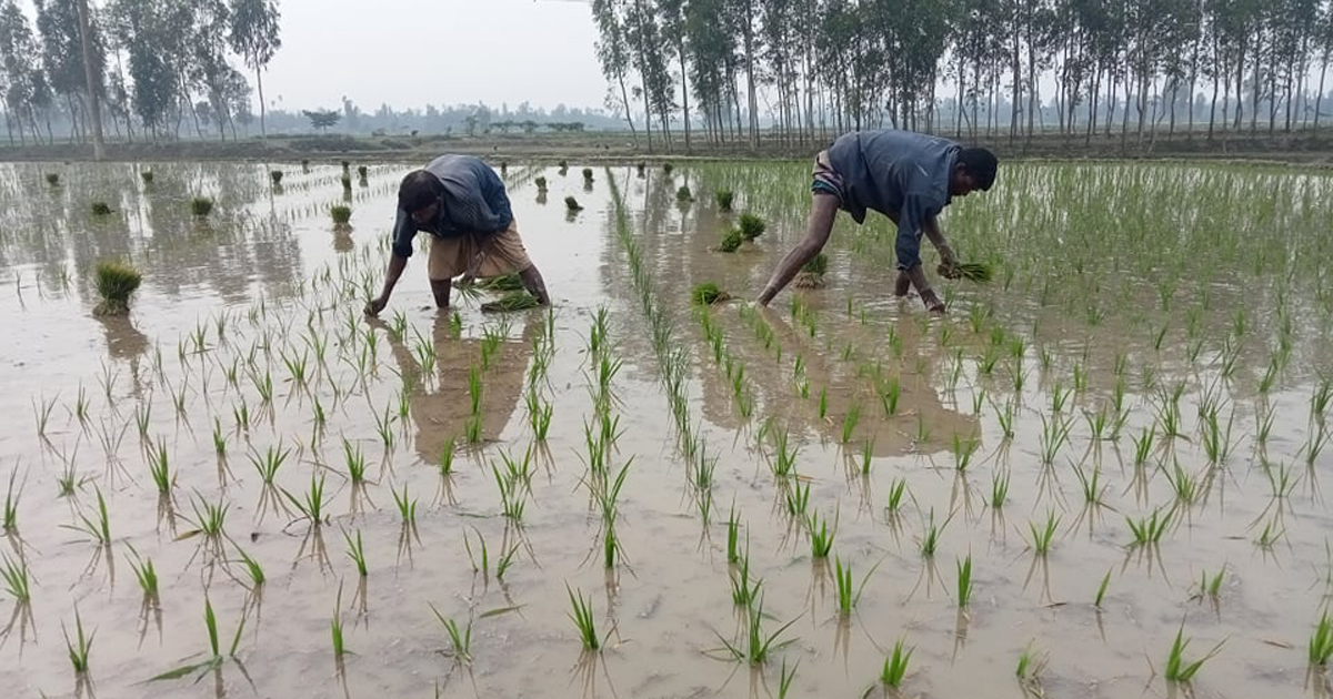 শীতের কাঁপনেও চারা রোপণ, গোলাভরা ধানের স্বপ্ন