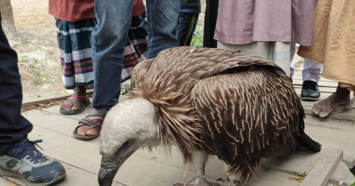 বিরল প্রজাতির শকুন উদ্ধার