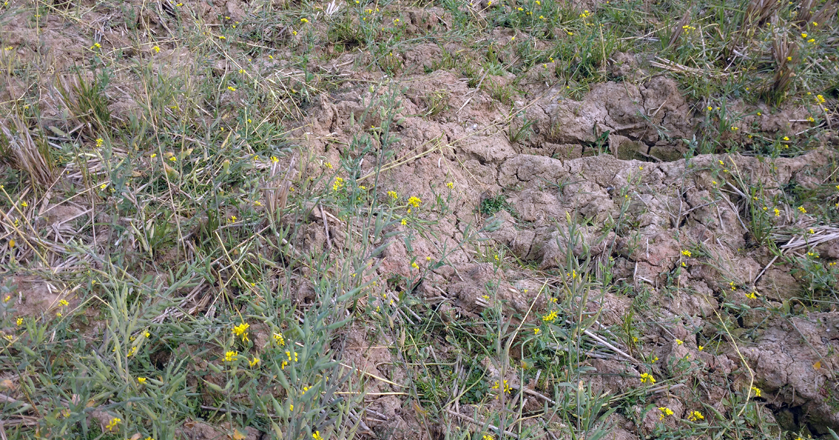 চাঁপাইনবাবগঞ্জে কমছে ভূগর্ভস্থ পানির স্তর