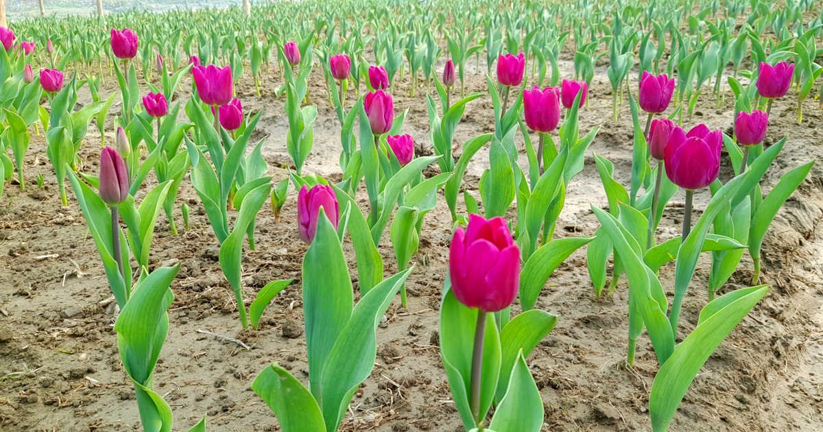 নেদারল্যান্ডের টিউলিপ ফুটেছে তেঁতুলিয়ায়