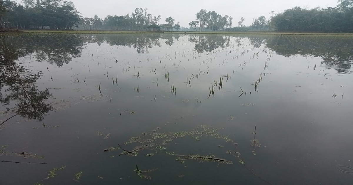 পানিতে তলিয়ে গেছে কৃষকের আশা