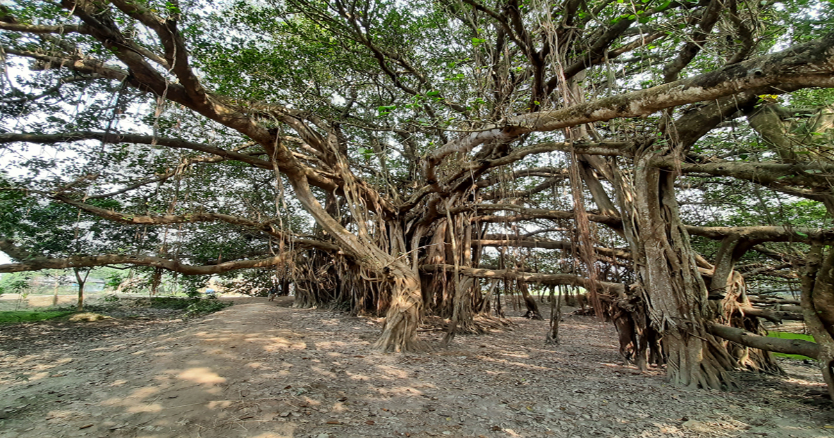 সাড়ে তিন বিঘা জমির ওপর ছড়িয়ে আছে চারশতবর্ষী বটগাছ