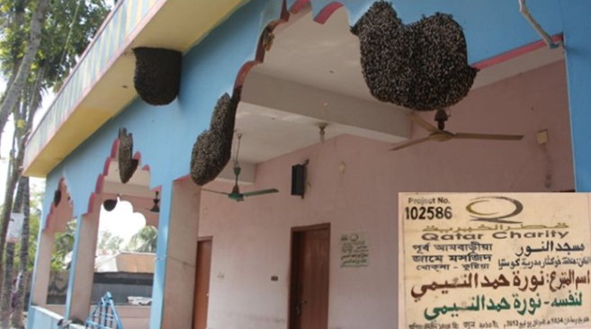 মসজিদের দেয়ালে মৌমাছির চাক,মধু বিক্রির টাকায় হয় উন্নয়ন কাজ!