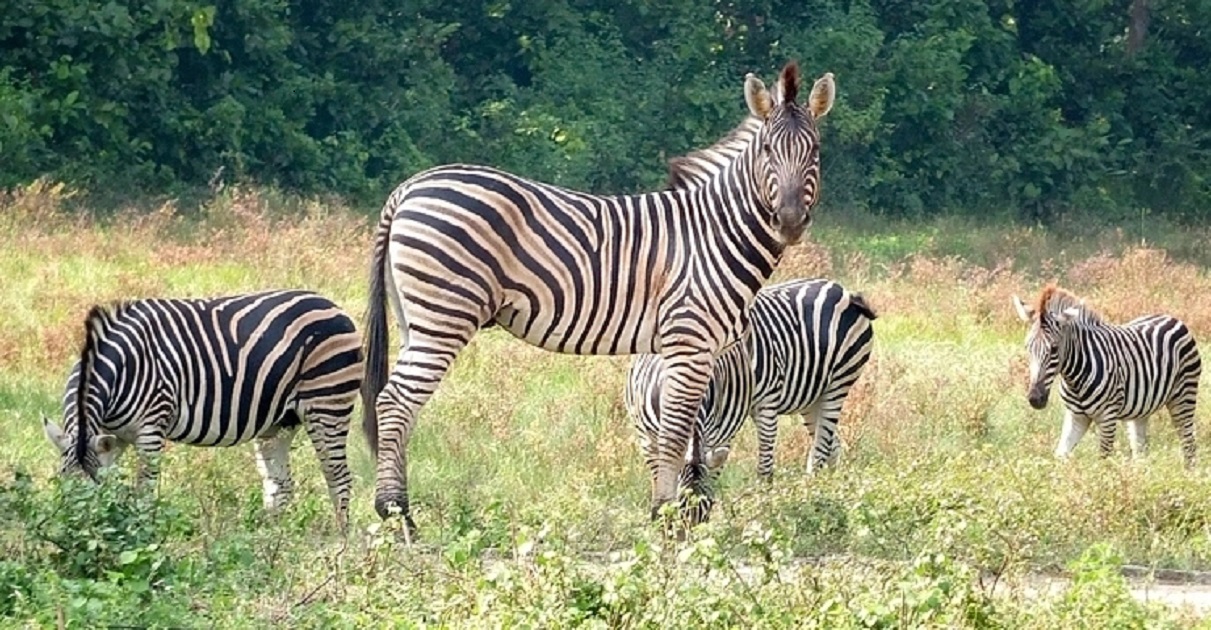 সাফারি পার্কে প্রাণীর মৃত্যু: রুল জারি করেছেন হাইকোর্ট