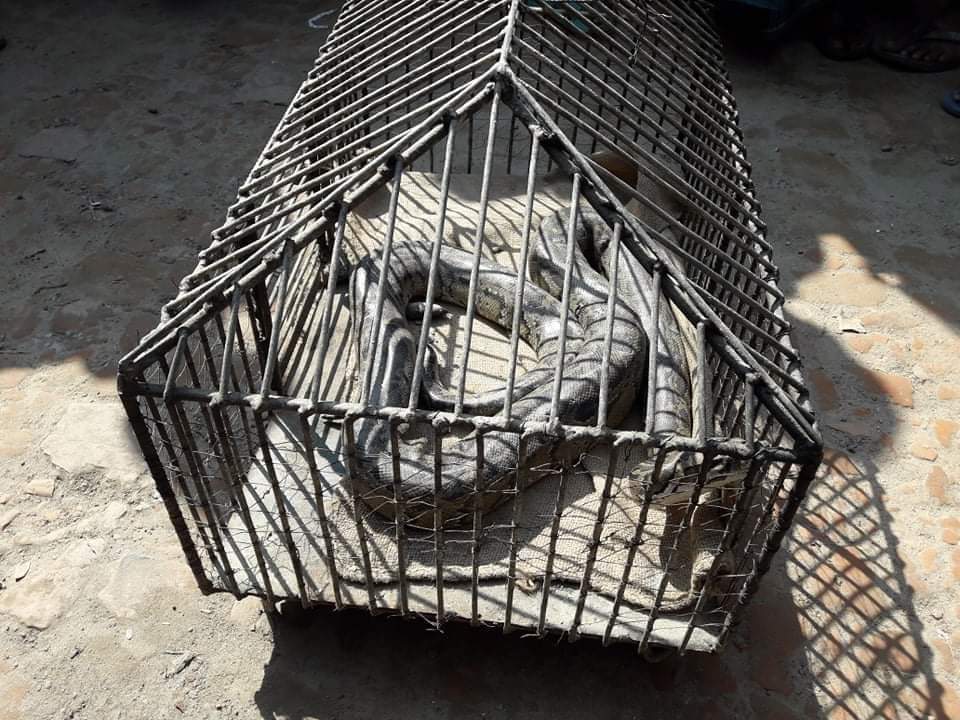 বরিশালে মাছ ধরার জালে মিললো জ্যান্ত অজগর