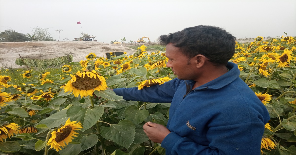 ‘তাংকু করছিনো, হামরা আবাত করি সূর্যমুখী’