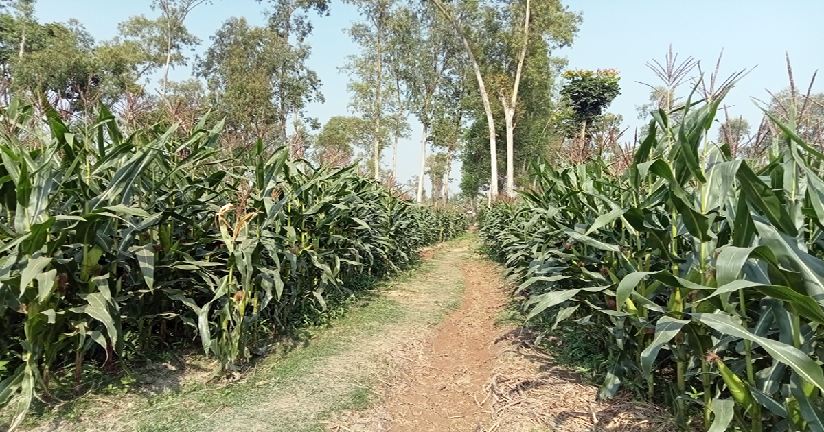 গাইবান্ধায় ১ লাখ ৮৫ হাজার মেট্রিকটন ভুট্টা উৎপাদনের লক্ষ্যমাত্রা