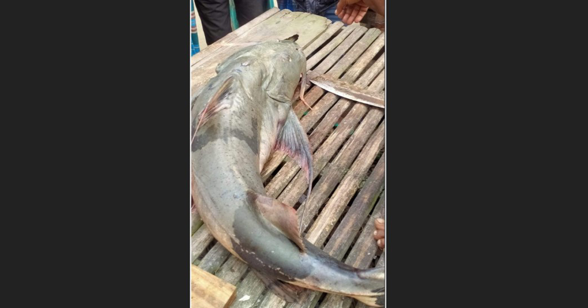 ব্রহ্মপুত্রে জেলের জালে ১৬ কেজির বাঘাইড়