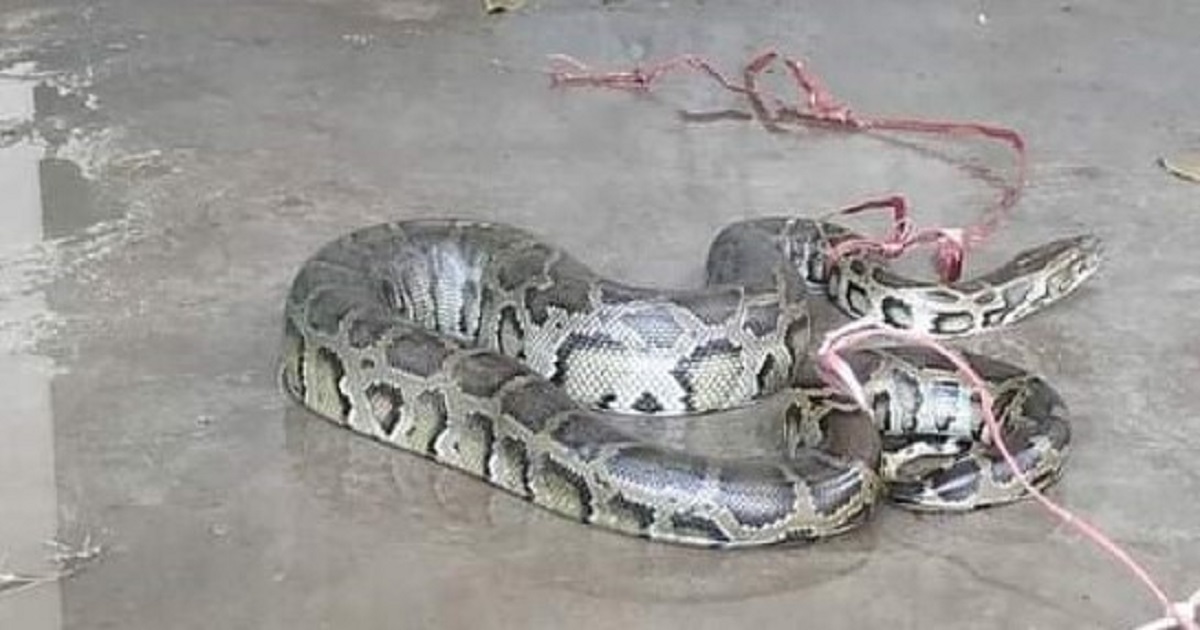 চবিতে ফের ৫ ফুট দৈর্ঘ্যের অজগর সাপ উদ্ধার