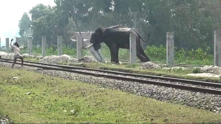 লালমনিরহাটে হাতির তাণ্ডবে ব্যাপক ক্ষতি