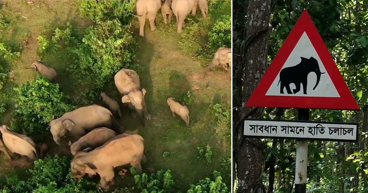 বন্য হাতির জন্য গারো পাহাড়ে অভয়ারণ্য