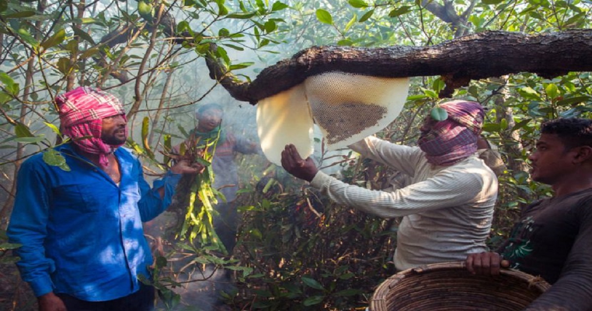 সুন্দরবনে এবার আগাম মধু সংগ্রহ