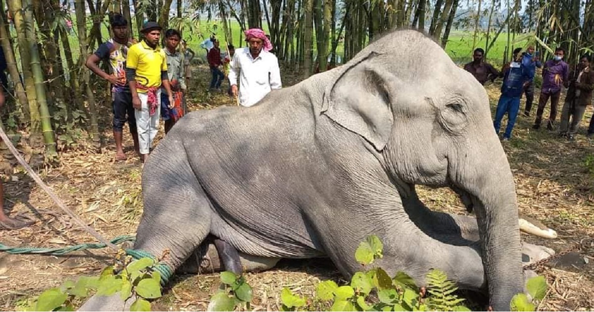 হাতি ধরতেও লাখ লাখ টাকা