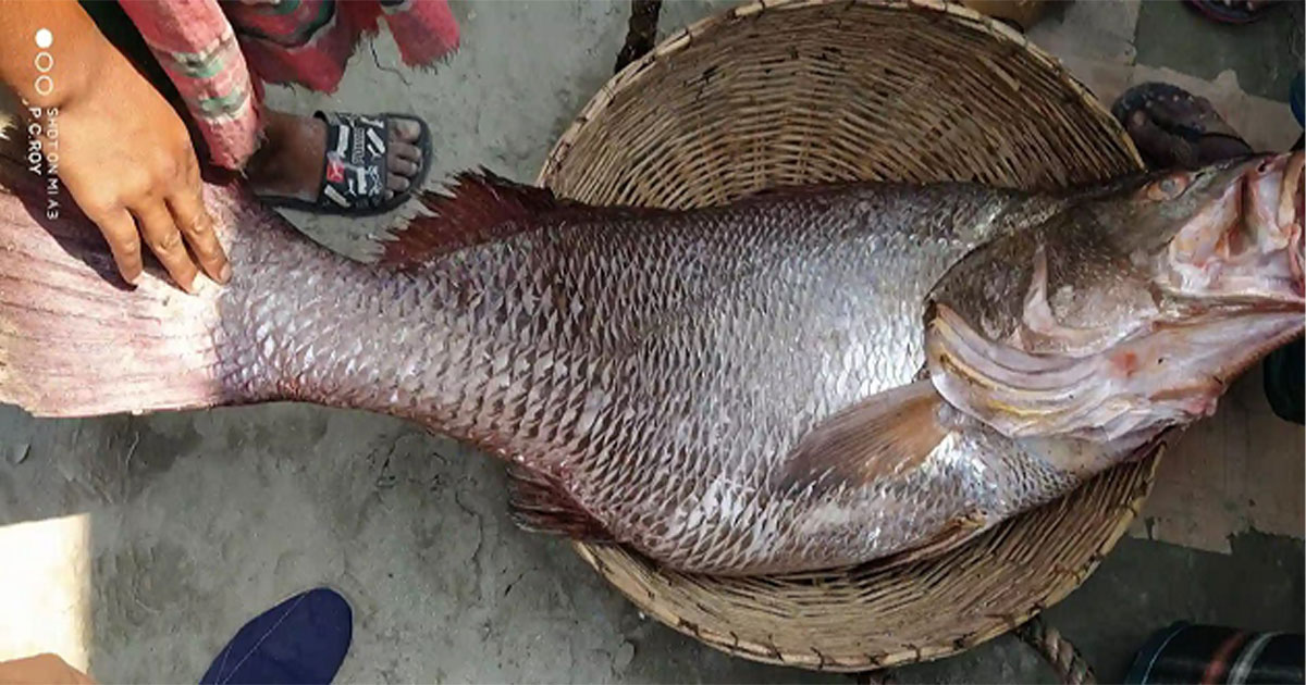 ২ লাখ ২৪ হাজার টাকায় বিক্রি হলো একটি ভোলমাছ