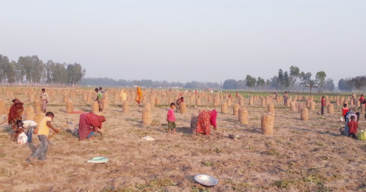 মাটির নিচে  আলু যেন কৃষকের গুপ্তধন