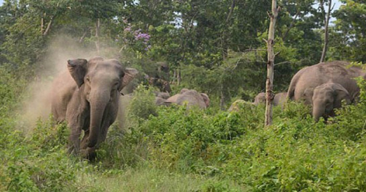 রামুতে হাতির আক্রমণে কৃষকের মৃত্যু