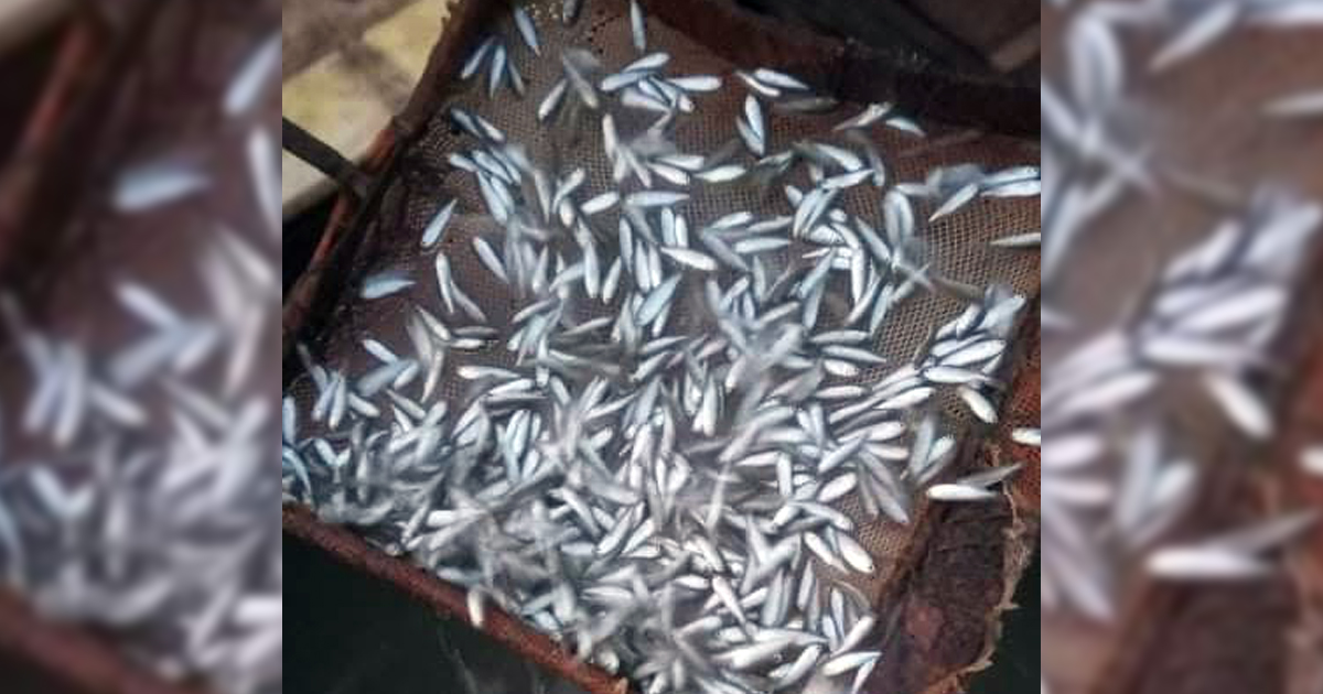 পার্শে মাছের পোনা ধরার অভিযোগে ১১ জেলে আটক