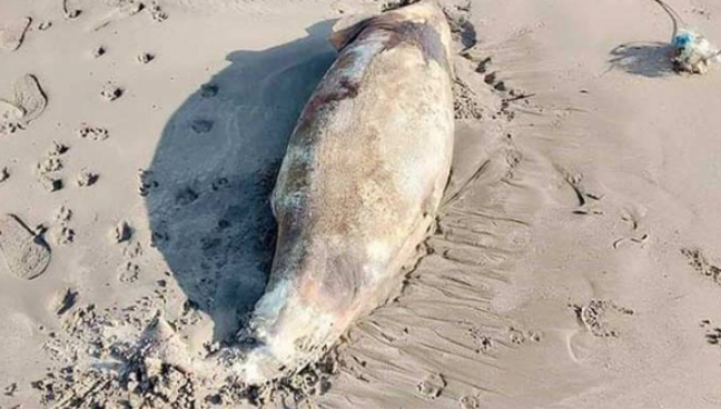 কক্সবাজার সৈকতে ভেসে এলো ডলফিন