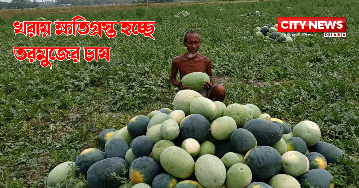 খরায় তরমুজের ফলন বিপর্যয়
