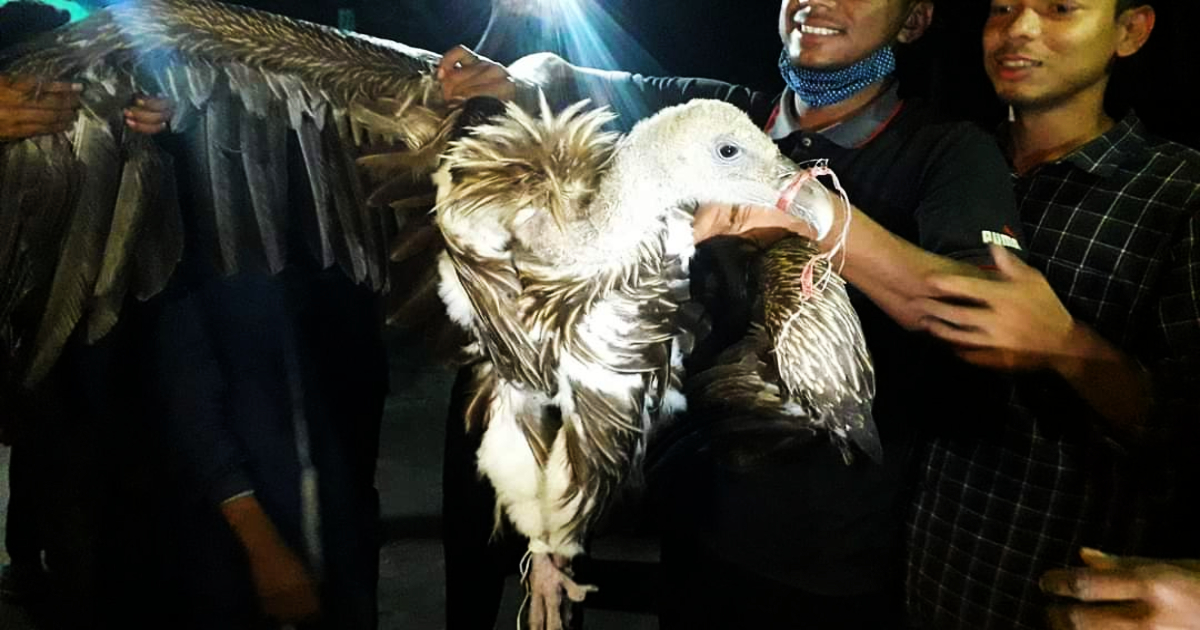 ঠাকুরগাঁওয়ে বিলুপ্ত প্রজাতির শকুন উদ্ধার