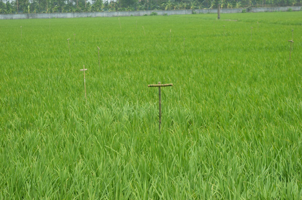 ধানচাষে পার্চিং, সুফল পাচ্ছেন কৃষক