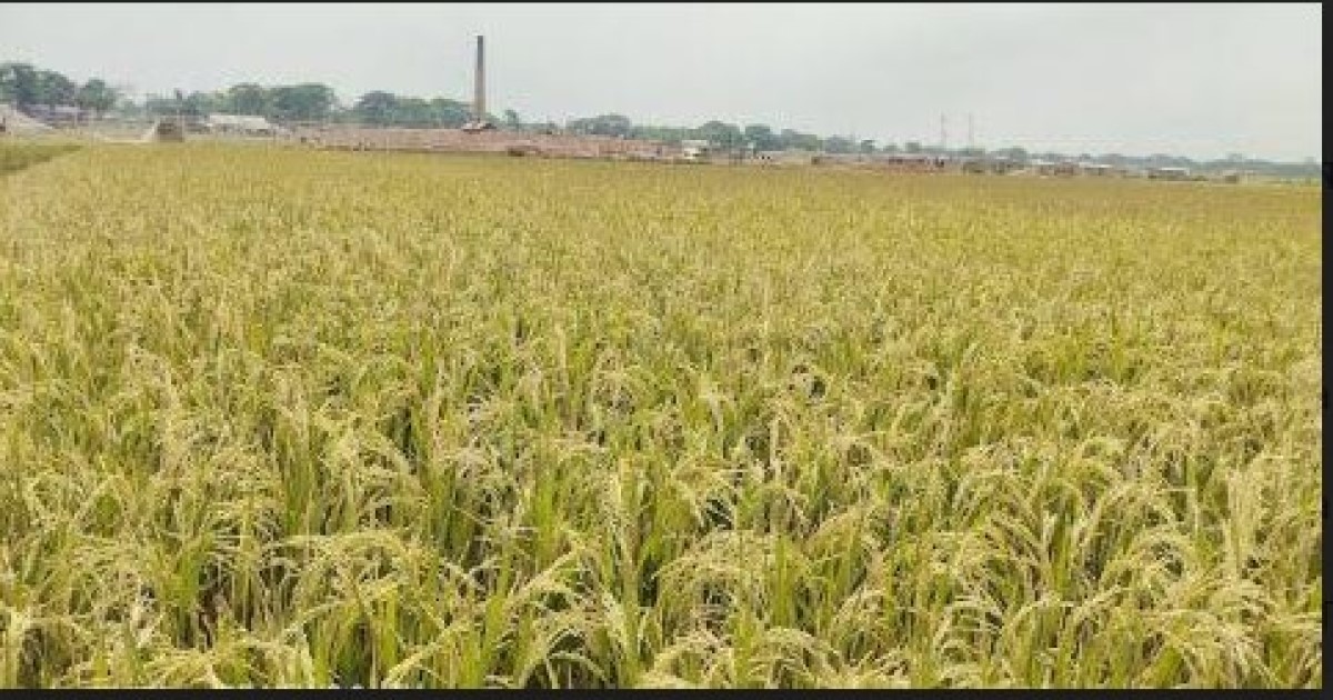 ইটভাটার গ্যাস ও আগুনে ৫০ একর জমির ফসল নষ্ট