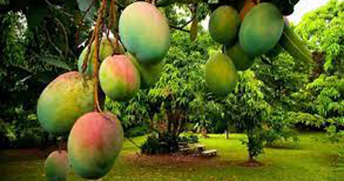 ৫ মে বাজারে আসবে সাতক্ষীরার আম