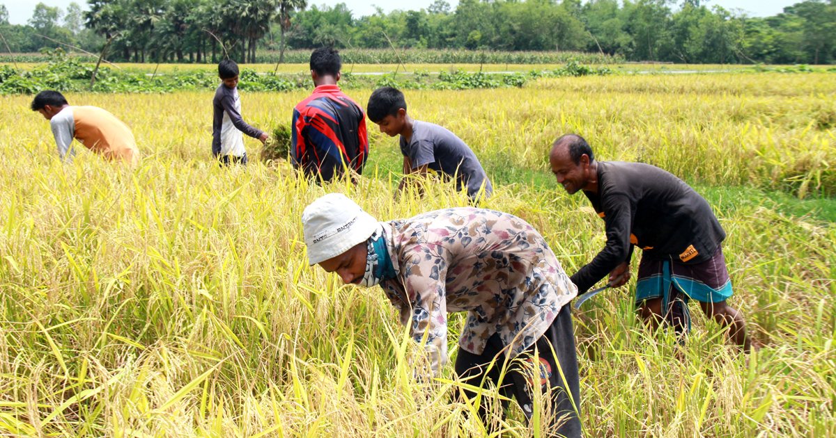 শ্রমিক সংকটে ধান কাটা নিয়ে বিপাকে ফুলবাড়ীর কৃষক