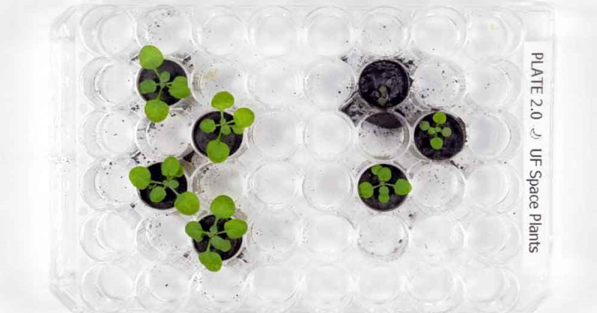 চাঁদের মাটিতে জন্ম নিলো এক টুকরো সবুজ