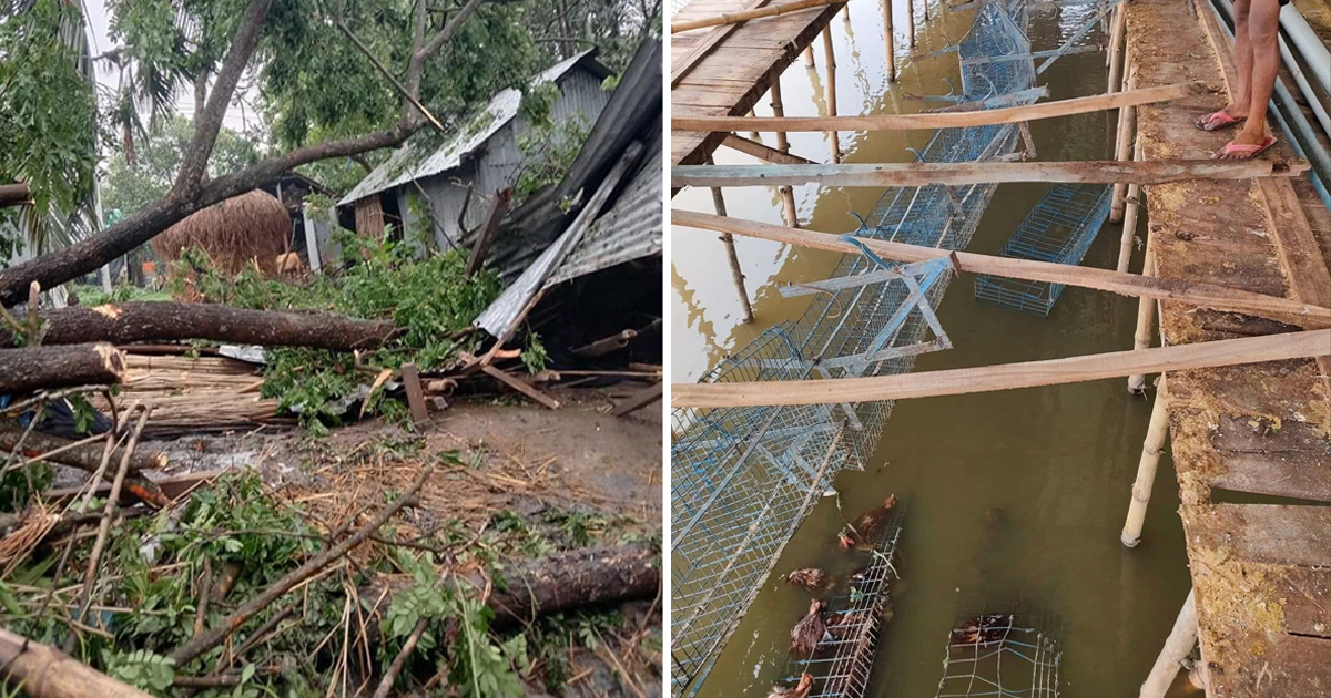 ঝড়ে ঘরচাপায় ৫ শতাধিক মুরগি ও এক গরুর মৃত্যু