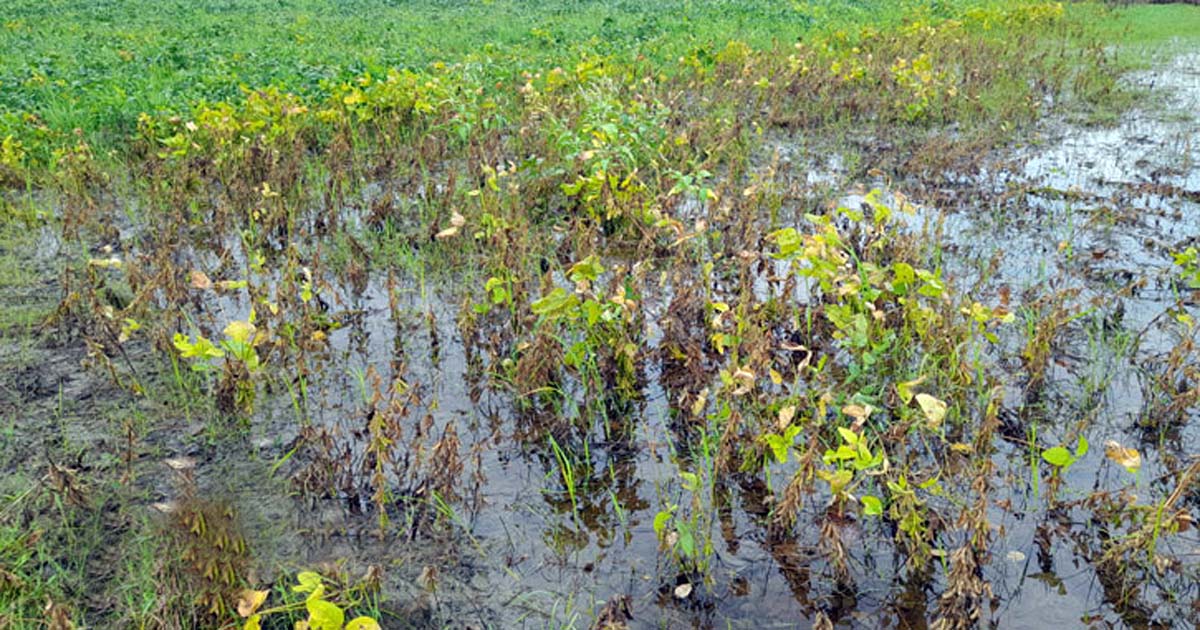 বৃষ্টির পানিতে ক্ষেতে পচছে সয়াবিন