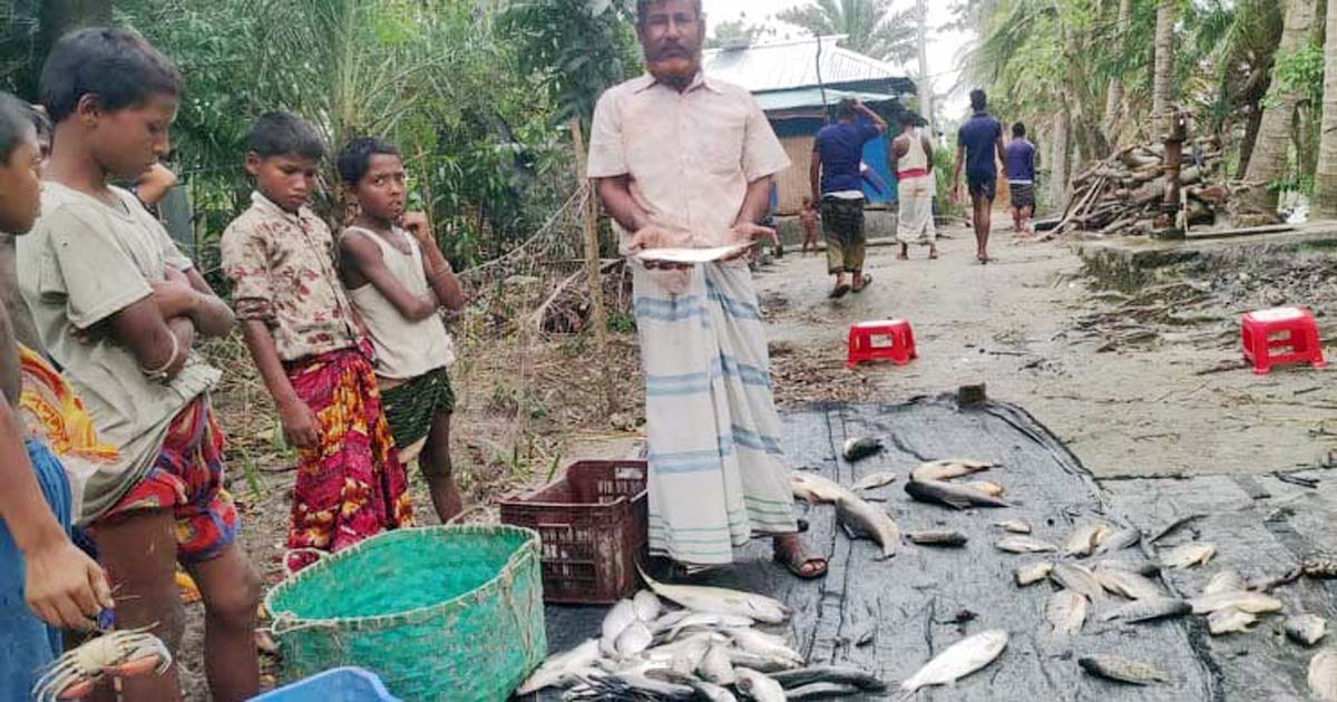 হাতিয়ায় পুকুরে ধরা পড়লো ৩৫ ইলিশ