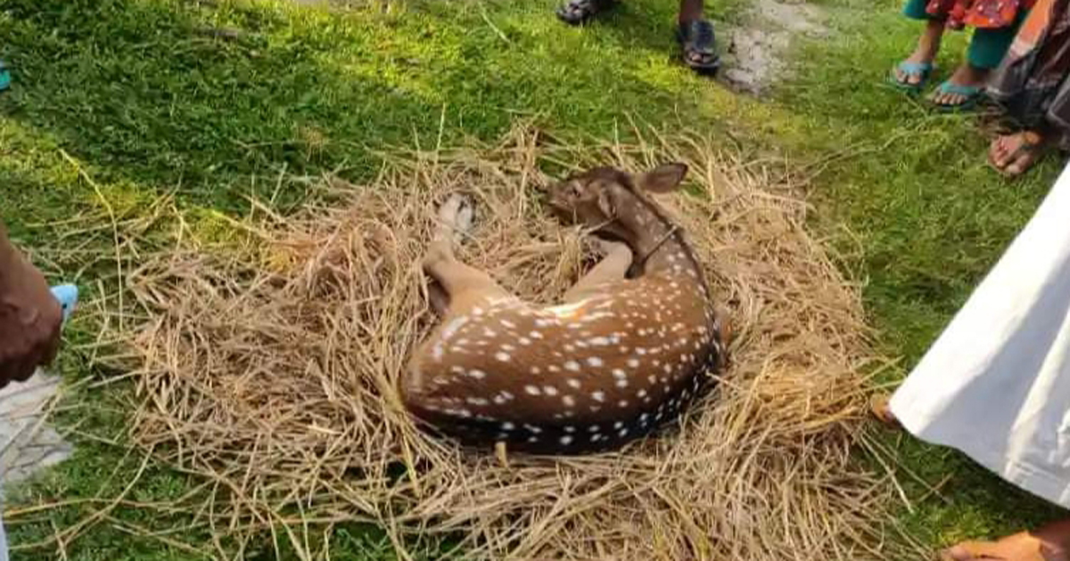 লোকালয় থেকে উদ্ধার হরিণ ও অজগর সুন্দরবনে অবমুক্ত
