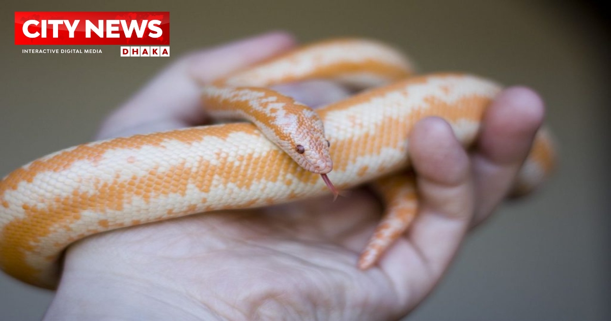 নিজের পোষা সাপের ছোবলে প্রাণ গেল যুবকের