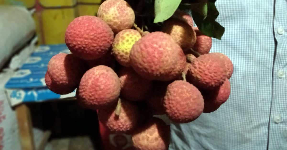 এক পিস লিচু ১৬ টাকা