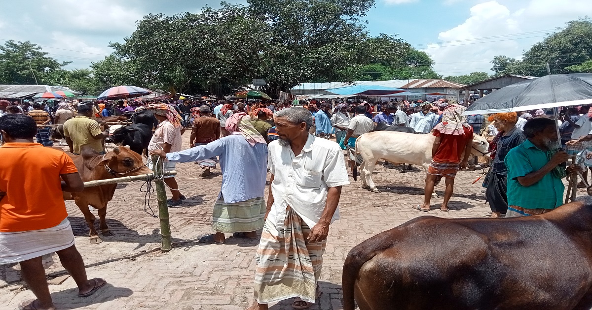 নাটোরে জমে উঠেছে পশুর হাট