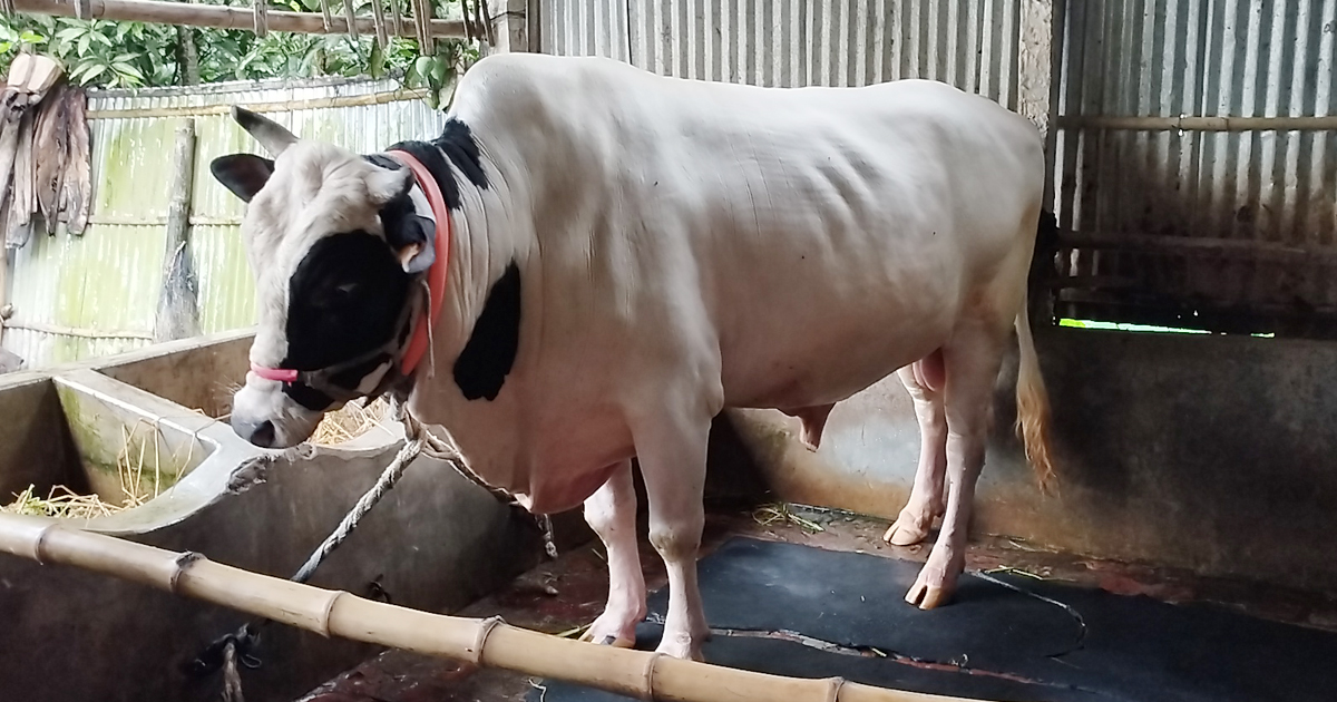 রাজারহাটের রাজার দাম ১৫ লাখ