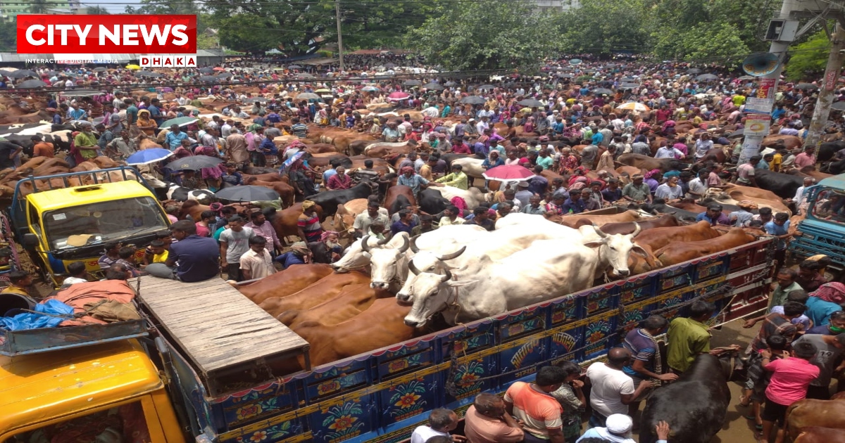 ভারতীয় গরুতে সয়লাব সীমান্তবর্তী জেলা জয়পুরহাট