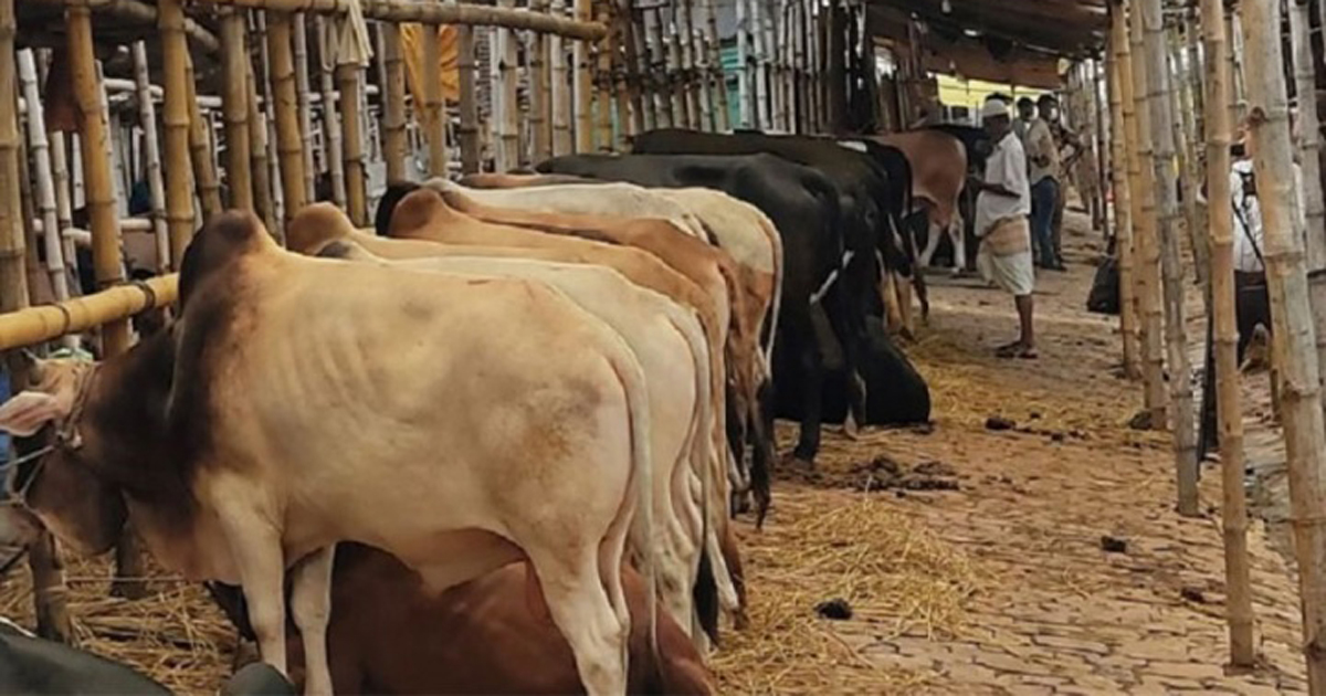 রাজধানীর গরুর হাটে ক্রেতা নেই