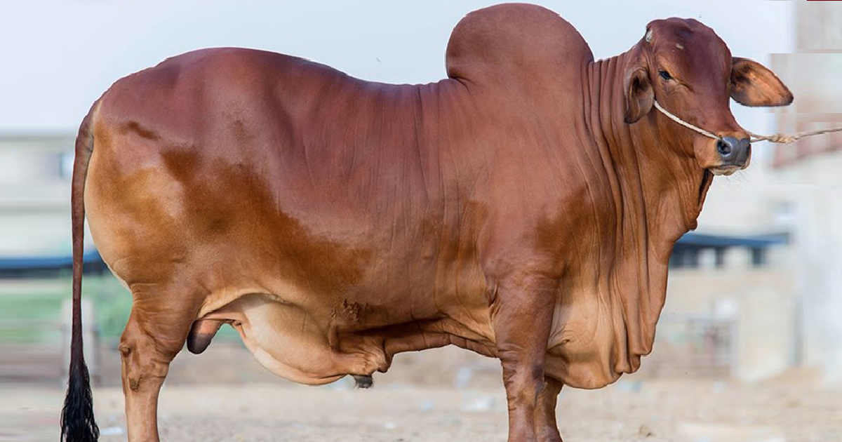 গাবতলীর হাটে শাহরুখ ও শাকিব খান