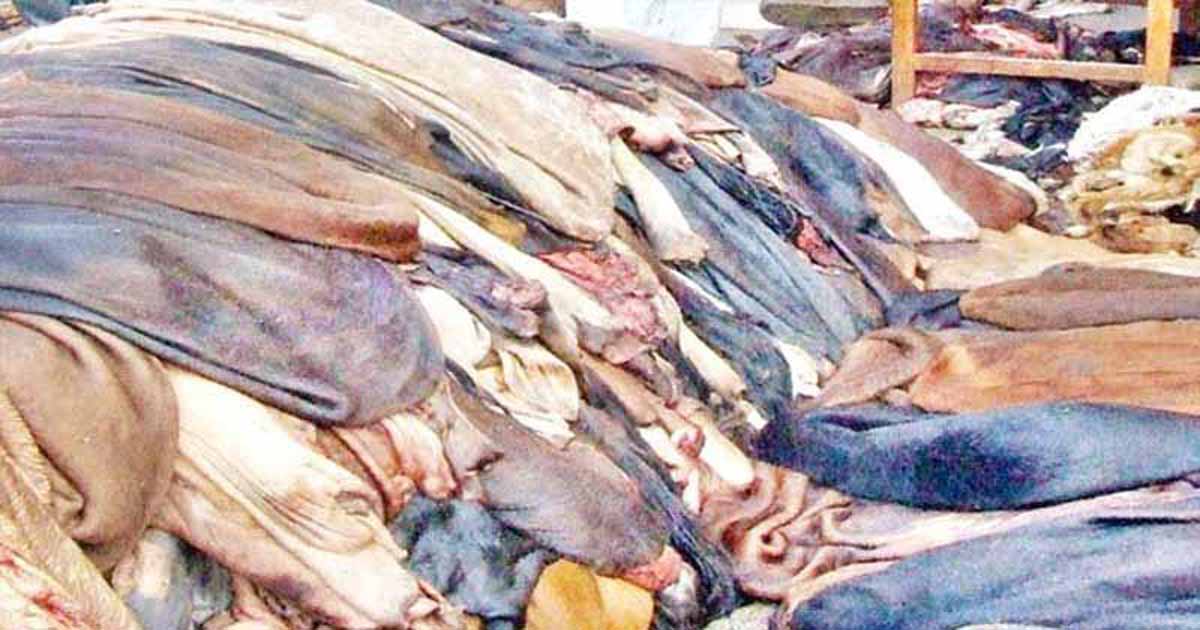 কোরবানির গরুর চামড়া প্রতি বর্গফুট ৪৭ টাকা, খাসির ১৮