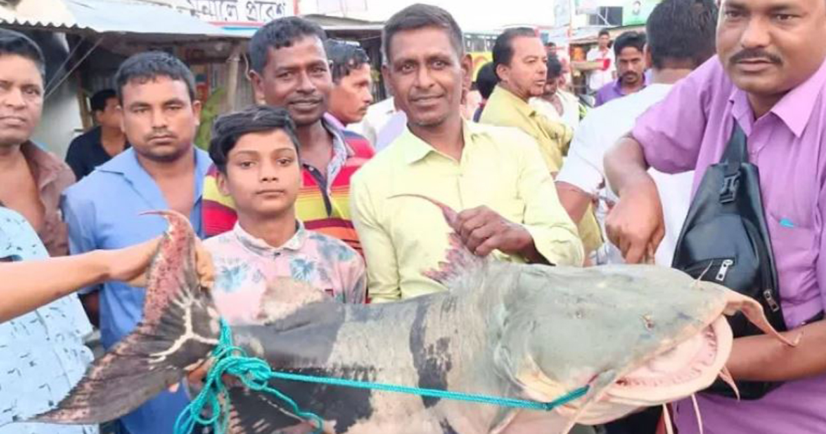 ৩৯ হাজারে বিক্রি হলো ৩১ কেজির বাগাইড়