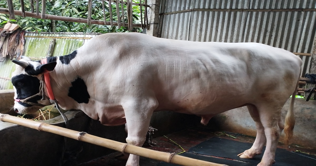 বিক্রি হয়নি 'কিং অব কুড়িগ্রাম'