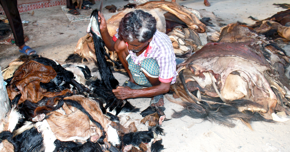 ছাগলের চামড়া ৫ টাকা পিস! গরুর চামড়া ২০০-৫০০ টাকা