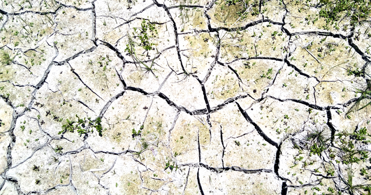 ফুলবাড়ীতে ভরা বর্ষা কালে বৃষ্টির দেখা নেই