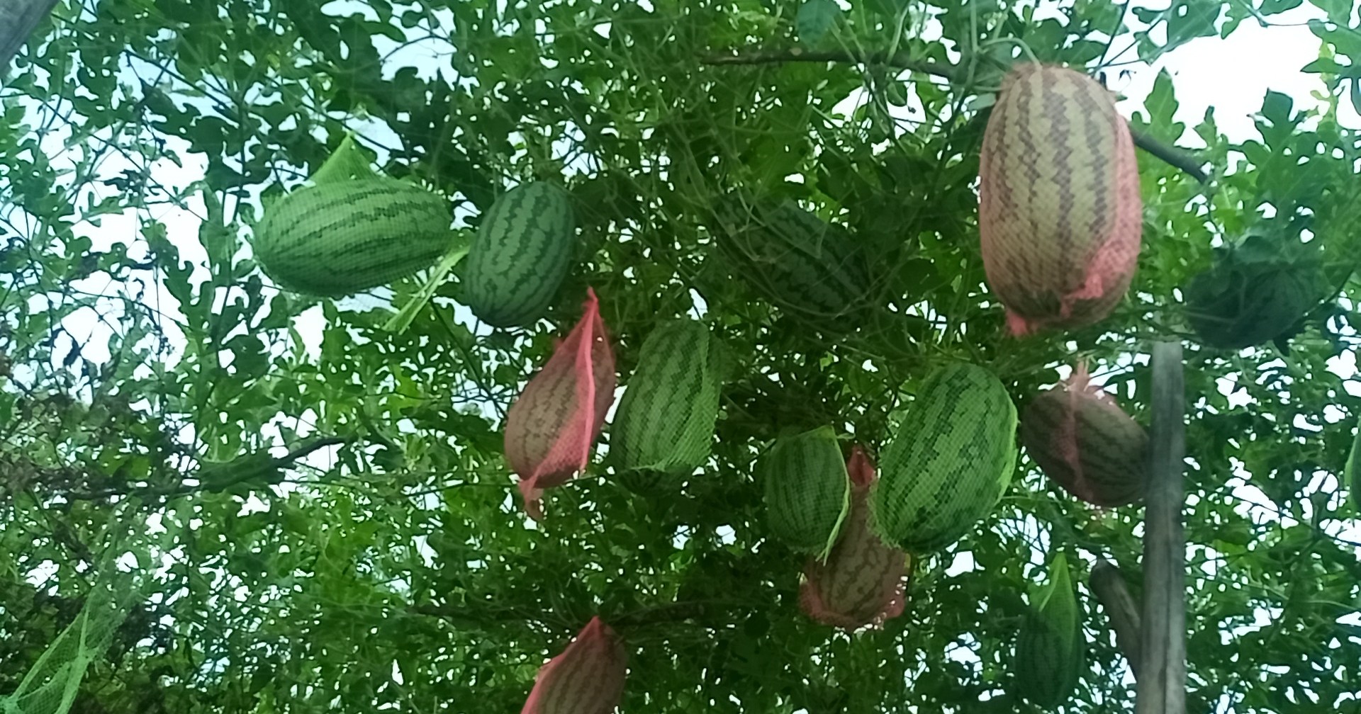 অসময়ে কানিয়া জাতের তরমুজ চাষ করে তাক লাগিয়েছেন দুই উদ্যোক্তা